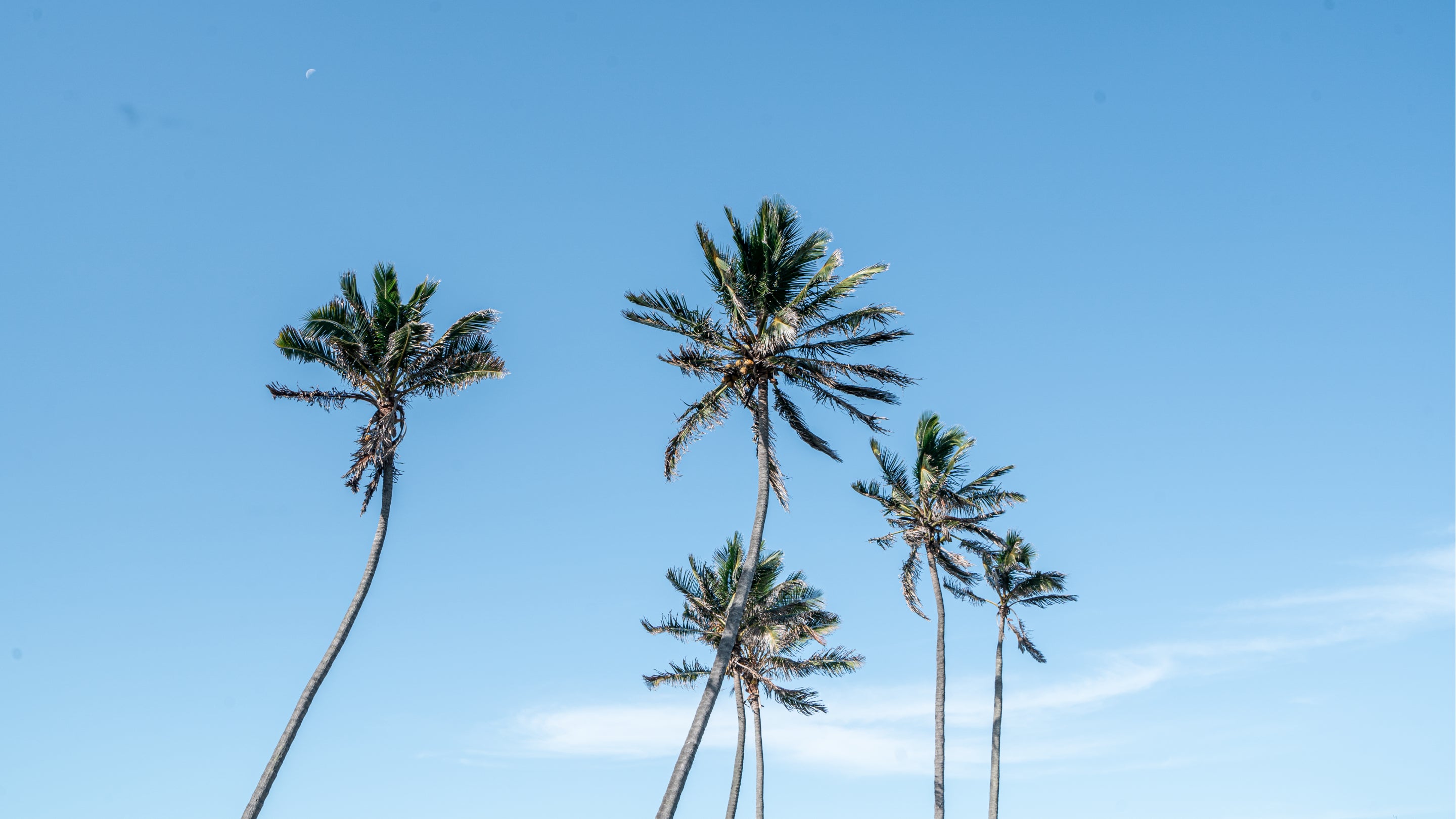 Gold Coast Vibes | Palm Trees